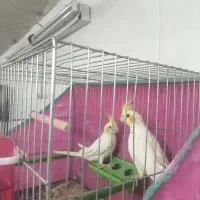 عروس لوتینو جوان