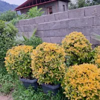 شمشاد طلایی‌سطل  ۱۰  و ۴۰|گل و گیاه طبیعی|چابکسر, |دیوار