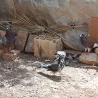 کبوتر