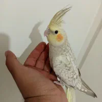 جوجه عروس هلندی ایزابلا ، مرواریدی ، سینامون|پرنده|اندیشه, شهرک مریم|دیوار