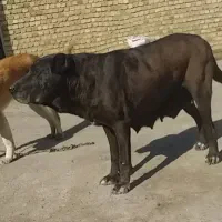 سگ سرابی ماده