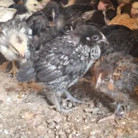 جوجه ، جوجه قاز ، نیمچه مرغ