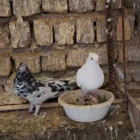 کفتر،کبوتر تزئینی|پرنده|قم, نخودی|دیوار
