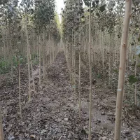 فـروش نهال صنوبـر برای باغداران