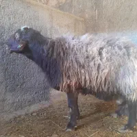 قوچ همو|حیوانات مزرعه|نیشابور, سرآب کوشک|دیوار