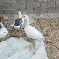 حیوانات مزرعه