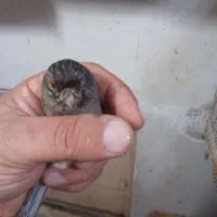 قناری ماده  آماده نگرو موزایکی|پرنده|مشهد, نیزه|دیوار