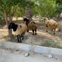 سلام 3عدد بره چاق نر و تعداد 80عدد کفتر خوب|حیوانات مزرعه|بندرعباس, |دیوار
