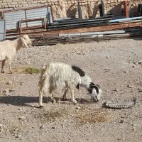 یک جفت بز|حیوانات مزرعه|سمنان, |دیوار