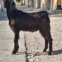 کهره چپش ( نر بز ) چاق