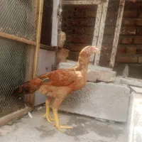 جوجه لاری ۴ماه مرغ و خورس