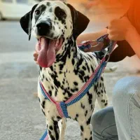 سگ دالمیشن اصیل