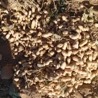 فروش بادام زمینی اعلا درجه یک  با تناژ بالا