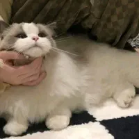 رگدال اصیل رایگان