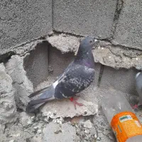 پلاکی|پرنده|بندر ماهشهر, |دیوار