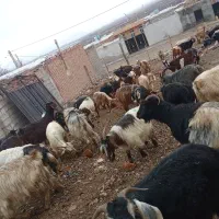 بز همراه بزقاله