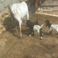 فروش ۷ راس بز پاکستانی ک ۸ راس کهره دارن ۴ راسش دو|حیوانات مزرعه|کازرون, |دیوار