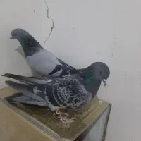 جفت پر بازی دار