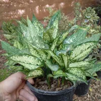 آگلونما برفی چند بوته