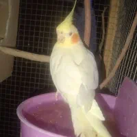 عروس هلندی نر و ماده|پرنده|کرمان, |دیوار