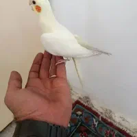عروس هلندی