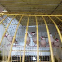 فنچ نرگسی|پرنده|ارومیه, |دیوار