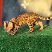 گربه