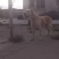 سگ الابای سفید