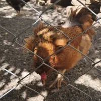 مرغ تخمگذار