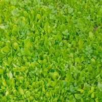 نشا کاهو آق قلا|گل و گیاه طبیعی|آق قلا, |دیوار