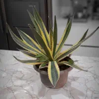 اگاو ابلق و لوفانتا