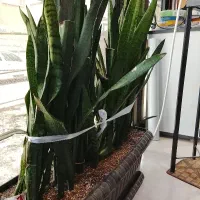 نگهبان بازنشسته