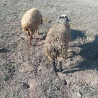 قوچ‌جوان‌دامازدق|حیوانات مزرعه|ثمرین, |دیوار