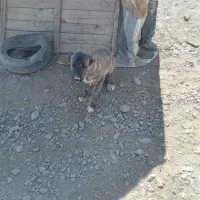 واگزاری دو عدد توله سگ سرابی یکی نر و ماده