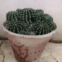 فروش کاکتوس آچینو (زیبا و کمیاب)|گل و گیاه طبیعی|اسالم, |دیوار