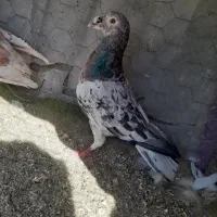 کبوترنر گردن سرخ هفت رنگ