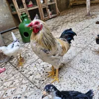 مرغ و خروس گلین اصلی|حیوانات مزرعه|تهران, جوادیه|دیوار