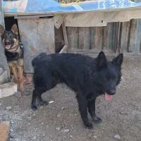 واگذاری سگ ژرمن شپرد بلک و ژرمن ورک نر وماده