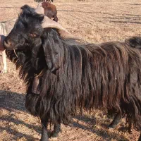 بزنر پاکستانی|حیوانات مزرعه|ابهر, |دیوار