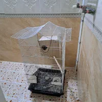 یه قفس به فروش میرسد