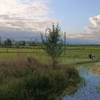 زمین زراعی و مسکونی|فروش زمین و ملک کلنگی|شفت, |دیوار