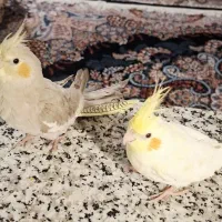 یک جفت عروس هلندی