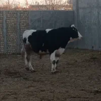 گوساله نر|حیوانات مزرعه|دشتابی, |دیوار