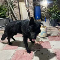 ژرمن شولاین مو بلند|سگ|تهران, بهار|دیوار