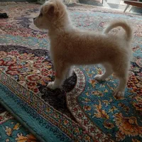 سه توله سگ سه ماهه