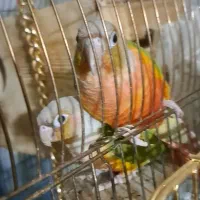 جفت گرینچیک|پرنده|کرمان, |دیوار