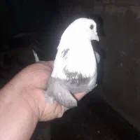 کبوتر