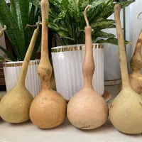 کدو تزئینی|صنایع دستی و سایر لوازم تزئینی|تهران, افسریه شمالی|دیوار