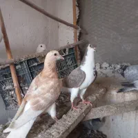 ،ساده