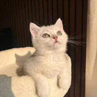 گربه سیلور اصیل|گربه|نور, |دیوار